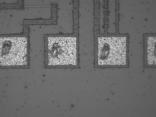SM-1 UV Microscope Imaging of Patterned Semiconductor