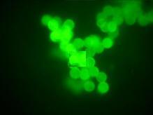 SM-1 UV Microscope Imaging of fluorescent tagged beads for combinatorial chemistry